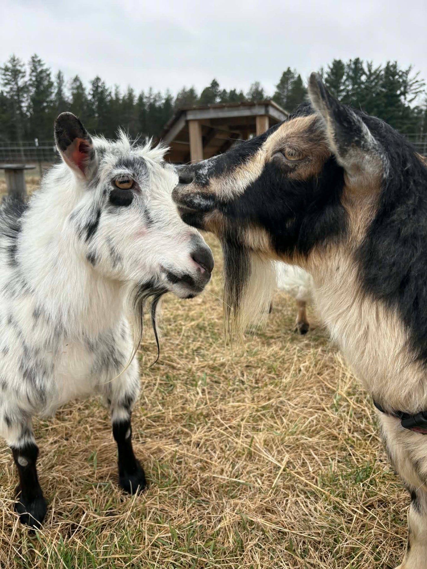 Goat Lotion 2oz jars